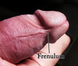 frenulum